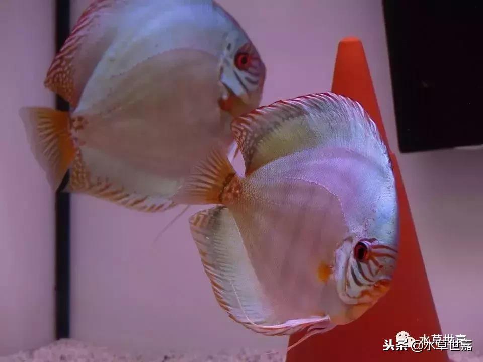 七彩神仙鱼水族箱布景,七彩神仙鱼苗繁殖技术