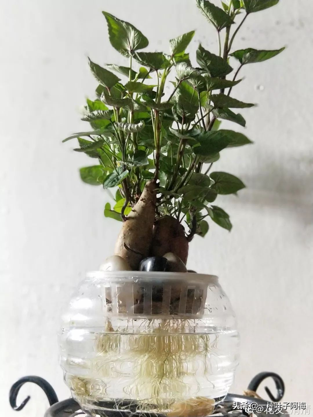 鱼缸不一定只能养鱼，养不活的花丢鱼缸里，沾水立马就疯长