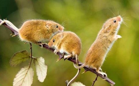 常州专业灭老鼠方法有哪些,广州家庭灭老鼠技巧