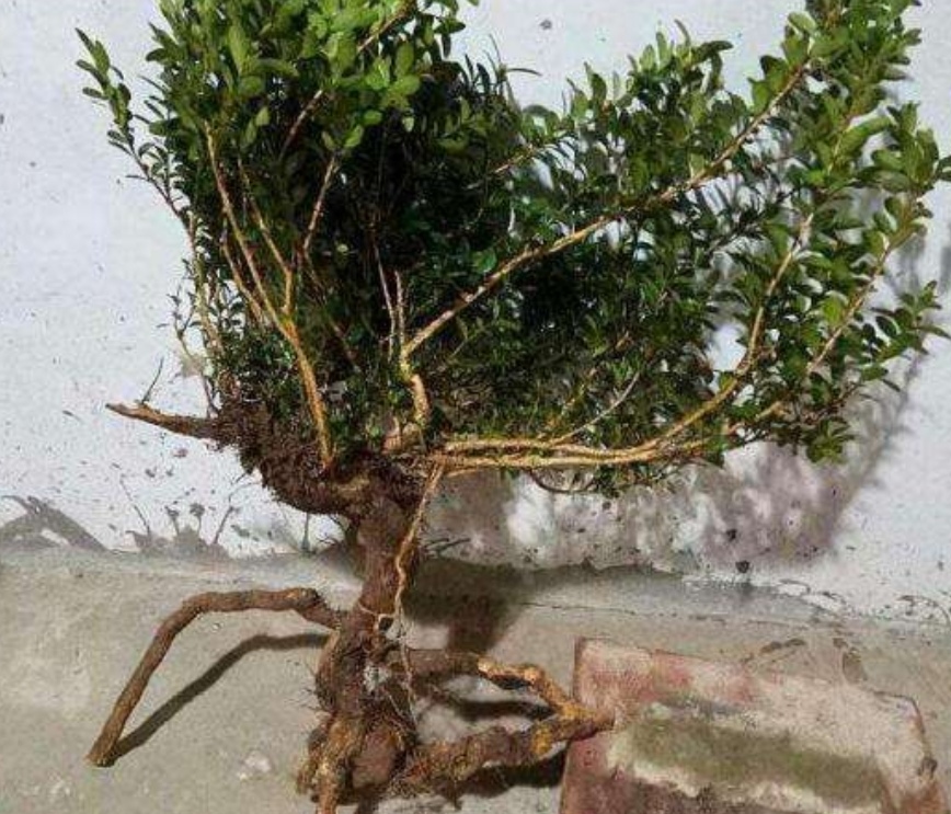 黄杨盆景适合做附石盆景吗,黄杨盆景的造型技巧