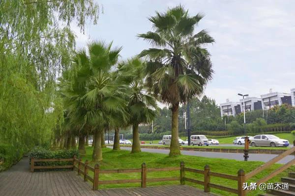 这些漂亮的绿化树种，哪一种最被看好？