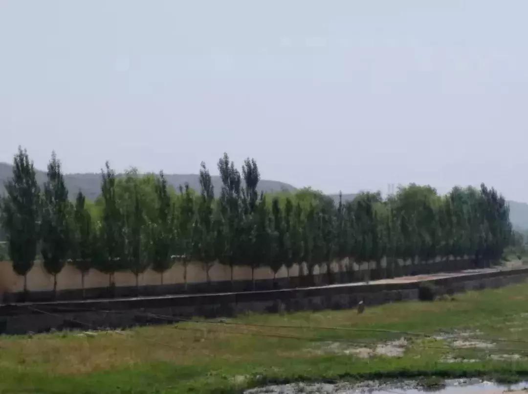 【本土】黄黑绿:印象三色准格尔旗“羊塔市”