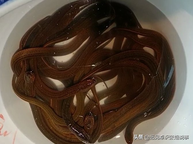 榔头蒸鳝鱼在汉川哪里可以吃到,汉川田二河镇哪家蒸鳝鱼好吃