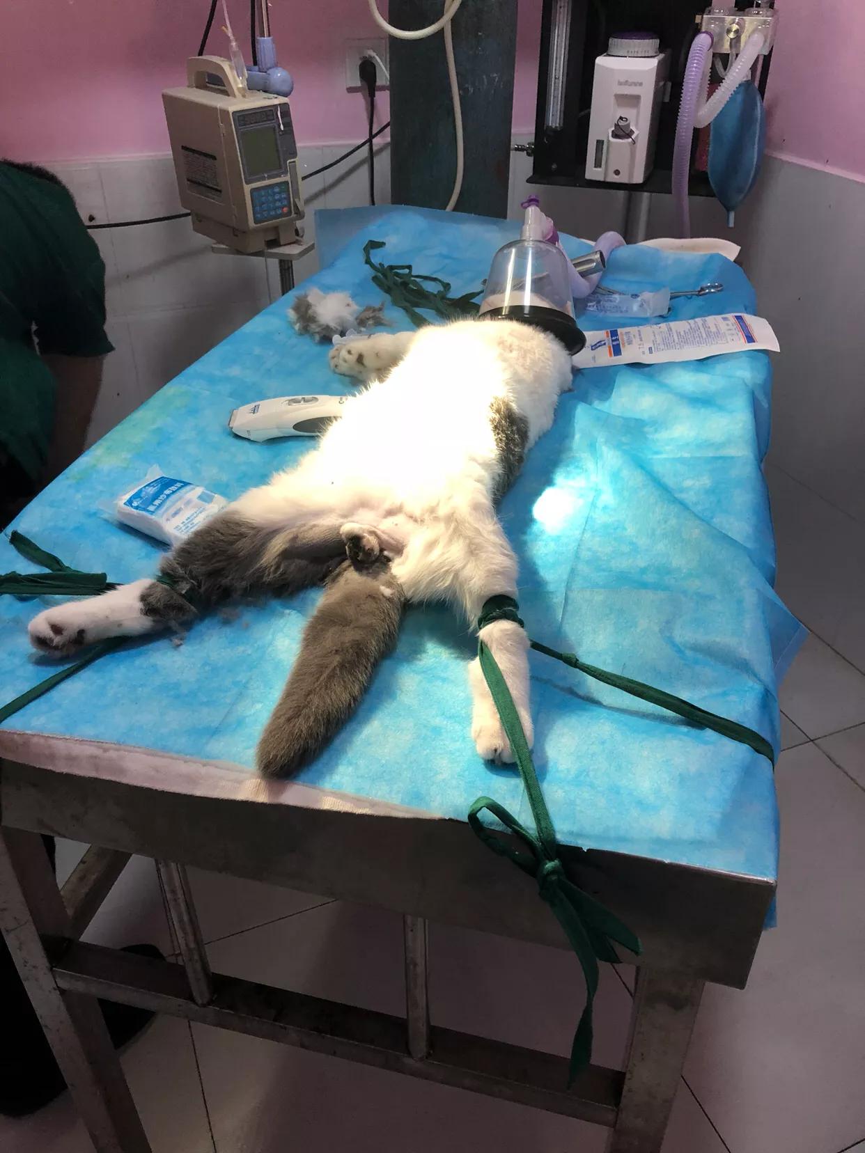 胖猫咪绝育后,猫咪做完绝育手术多久可以吃虾