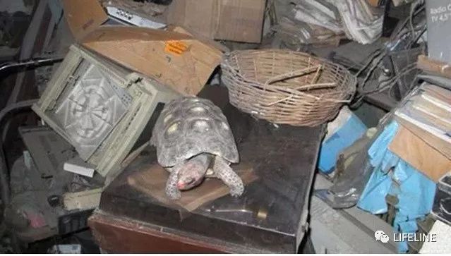 红腿陆龟拉稀怎么办,红腿陆龟雄性与雌性的区别