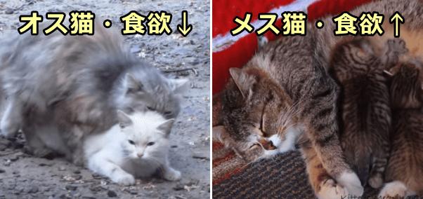 猫咪食欲不振是什么原因,猫咪食欲不振最佳解决方法