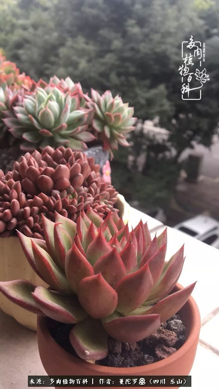 转角遇见多肉,遇见多肉治愈自己