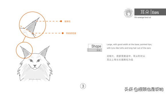 挪威森林猫养殖方法,挪威森林猫怎么养需要注意什么