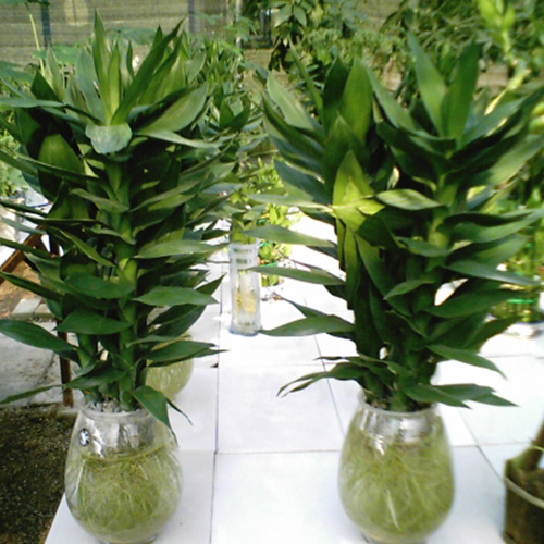 观音竹太高了如何修剪,观音竹太高了怎么修剪