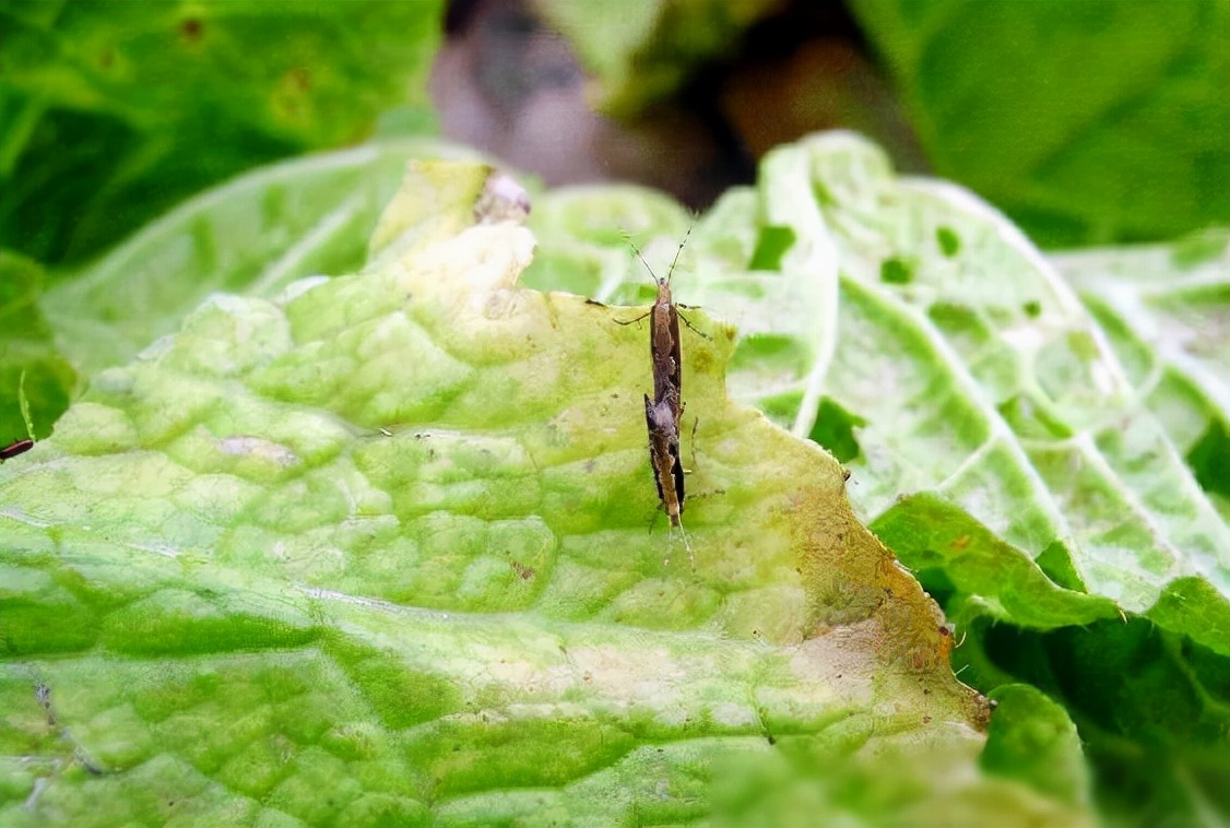 小菜蛾用诱虫灯能灭吗,小菜蛾几乎对所有药剂都有抗药性