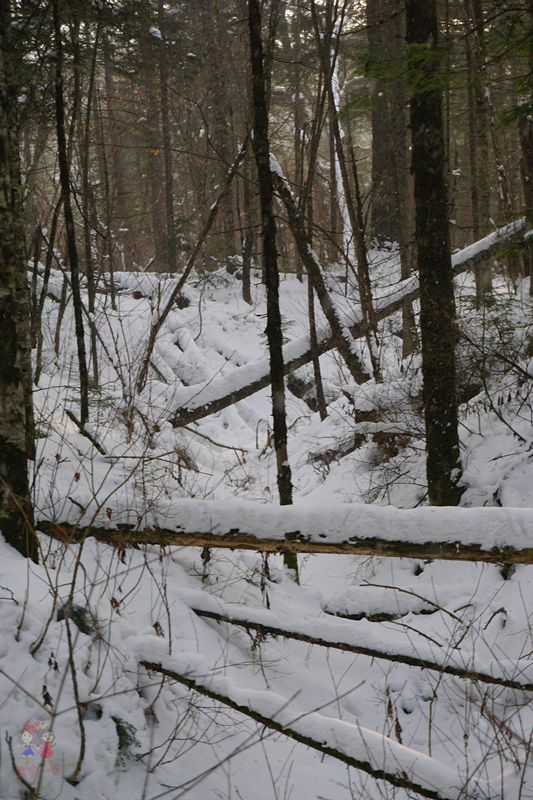 冬季旅游好去处排行榜不看雪,林海雪原旅游景区