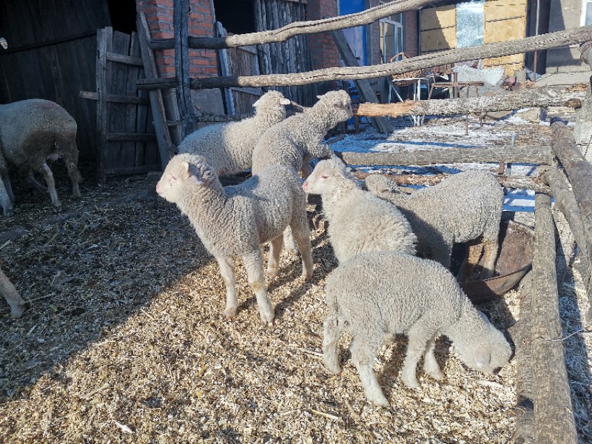 怎样给母羊接生,如何让母羊产母羔