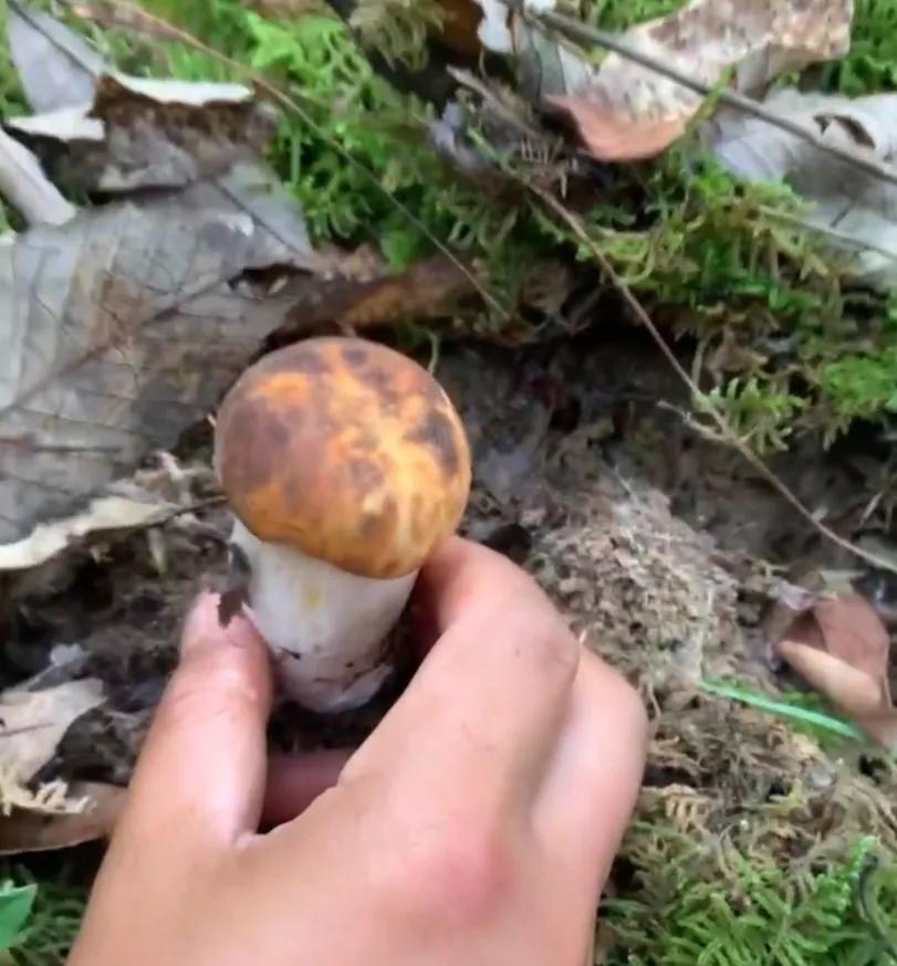 深山里捡蘑菇视频,找野生蘑菇最佳方法
