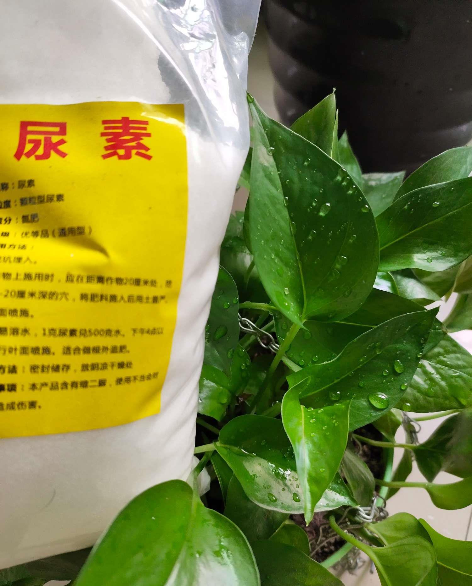 绿萝怎么把它的叶子养得又肥又厚,为啥别人家的绿萝叶子比巴掌还大