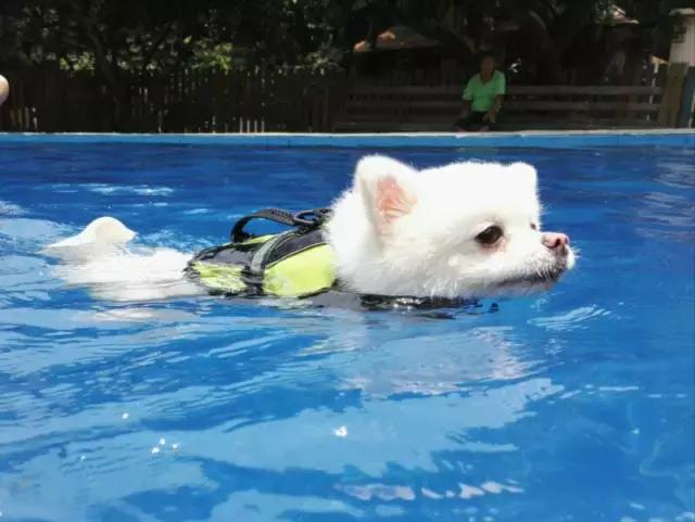 什么地方适合带猫狗玩耍,北京铲屎官可以带狗玩的地方