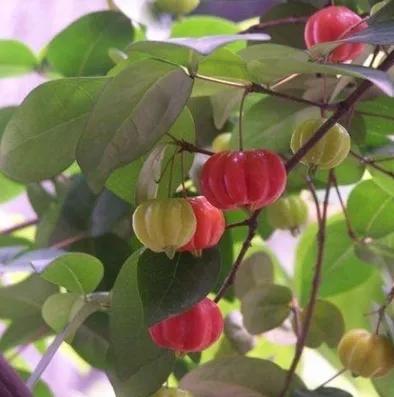 了解巴西历史,了解巴西地理的视频