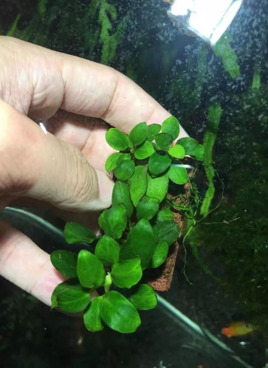 草缸洞穴造景怎么做,草缸自己动手布置