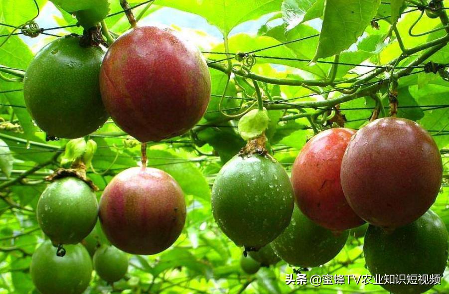 百香果垂帘式栽培方法,百香果苗栽培多久能结果