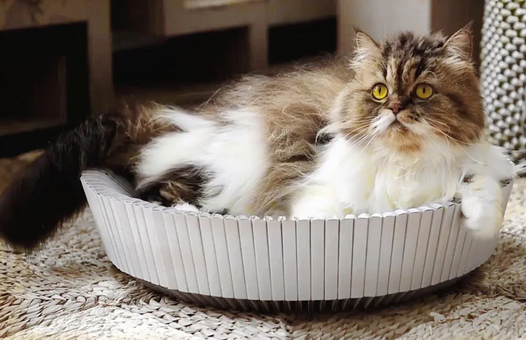 未来5年宠物智能产品,宠物产品logo设计