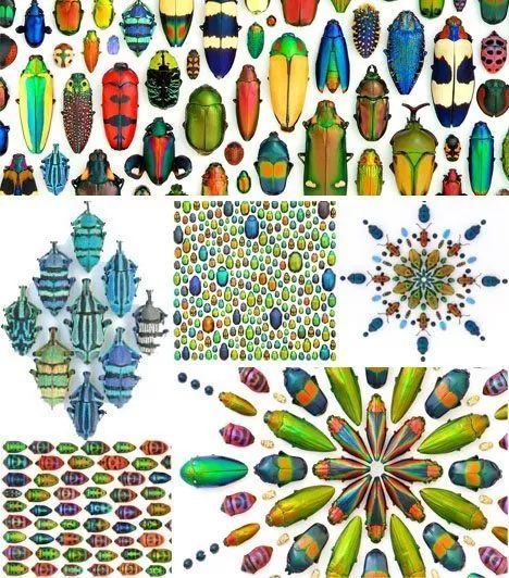 自然界中的昆虫,自然界奇形怪状的昆虫