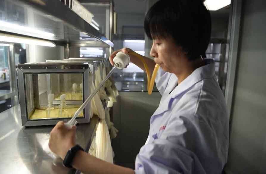 全球约80种疾病通过蚊子传播!有一群人专业养蚊子