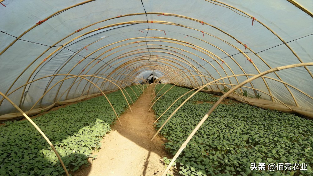 在农村种植没销路,在农村种地挣钱不