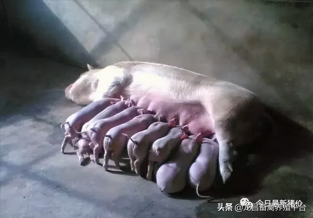 哺乳仔猪教槽太困难?学会这几招,保管有用