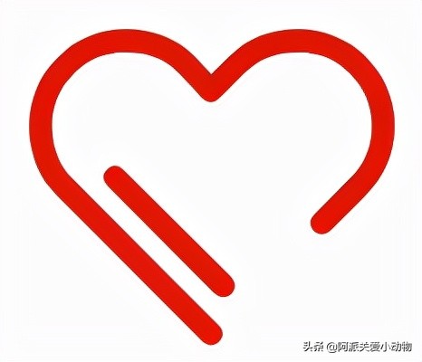 盖雪:信女愿一生荤素搭配,祈望这只拆家啊不,旺家猫找到新家