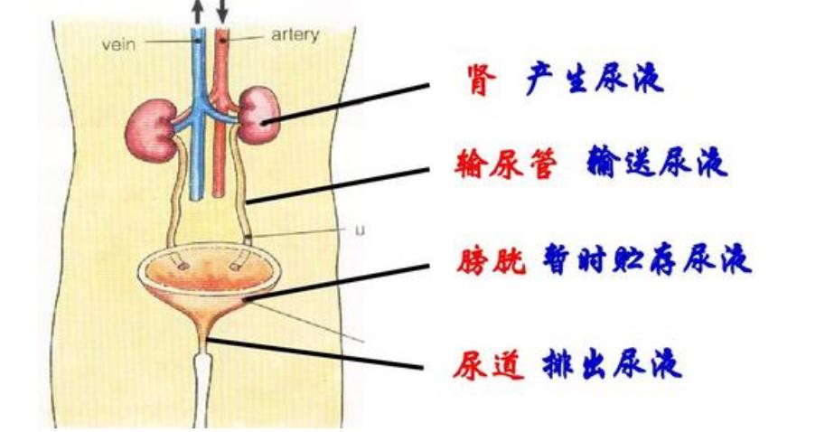 张医生讲体检小常识(一)出现蛋白尿是什么情况?