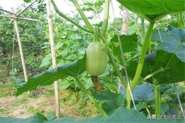 金丝瓜的种植方法和注意事项,金丝瓜种植时间和方法