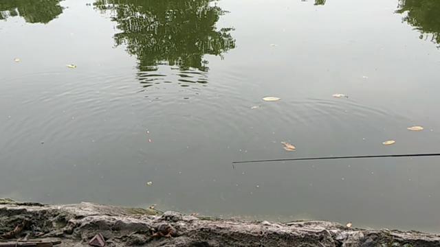 响水水库钓鲤鱼,响水钓鲤鱼位置