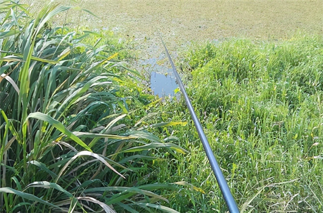 野钓鲫鱼绝密技巧大全,野钓钓鲫鱼技巧详解全攻略