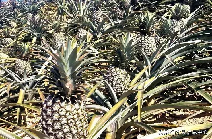 中国水果大全,中国水果大全图片和名字