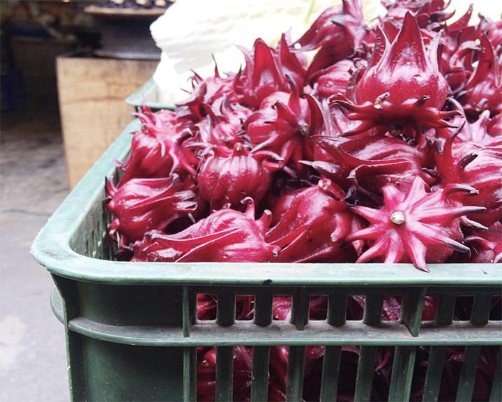 养花知识洛神花,洛神用什么盆栽好看