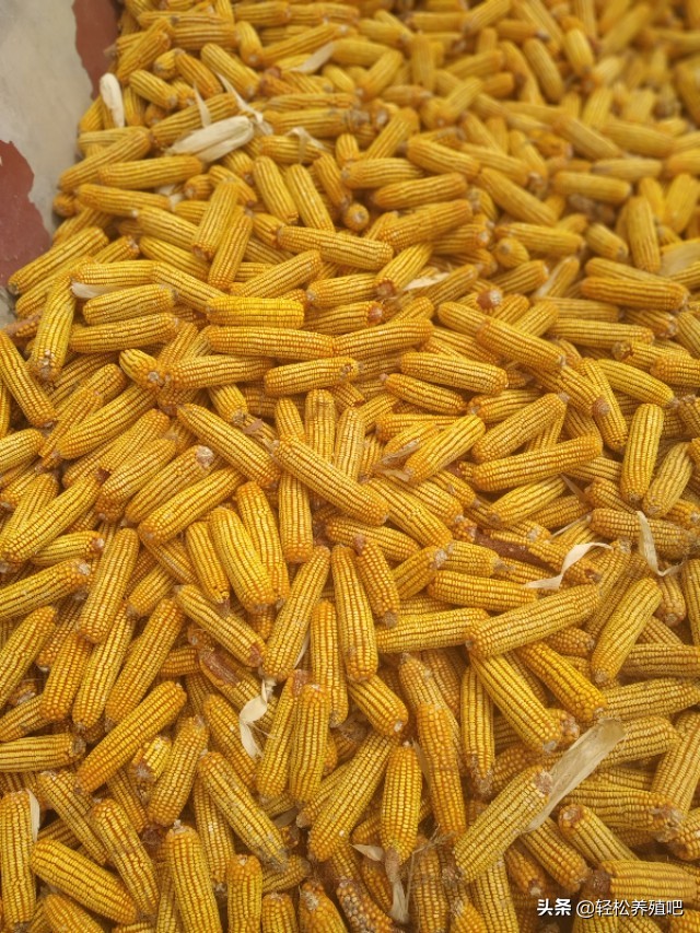 新玉米喂鸡有哪些危害怎样解决,玉米喂鸡是玉米粒好还是玉米粉好