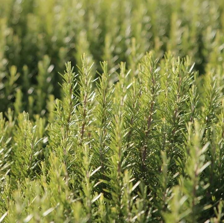 高考风油精备战,高考生提神精油哪种好