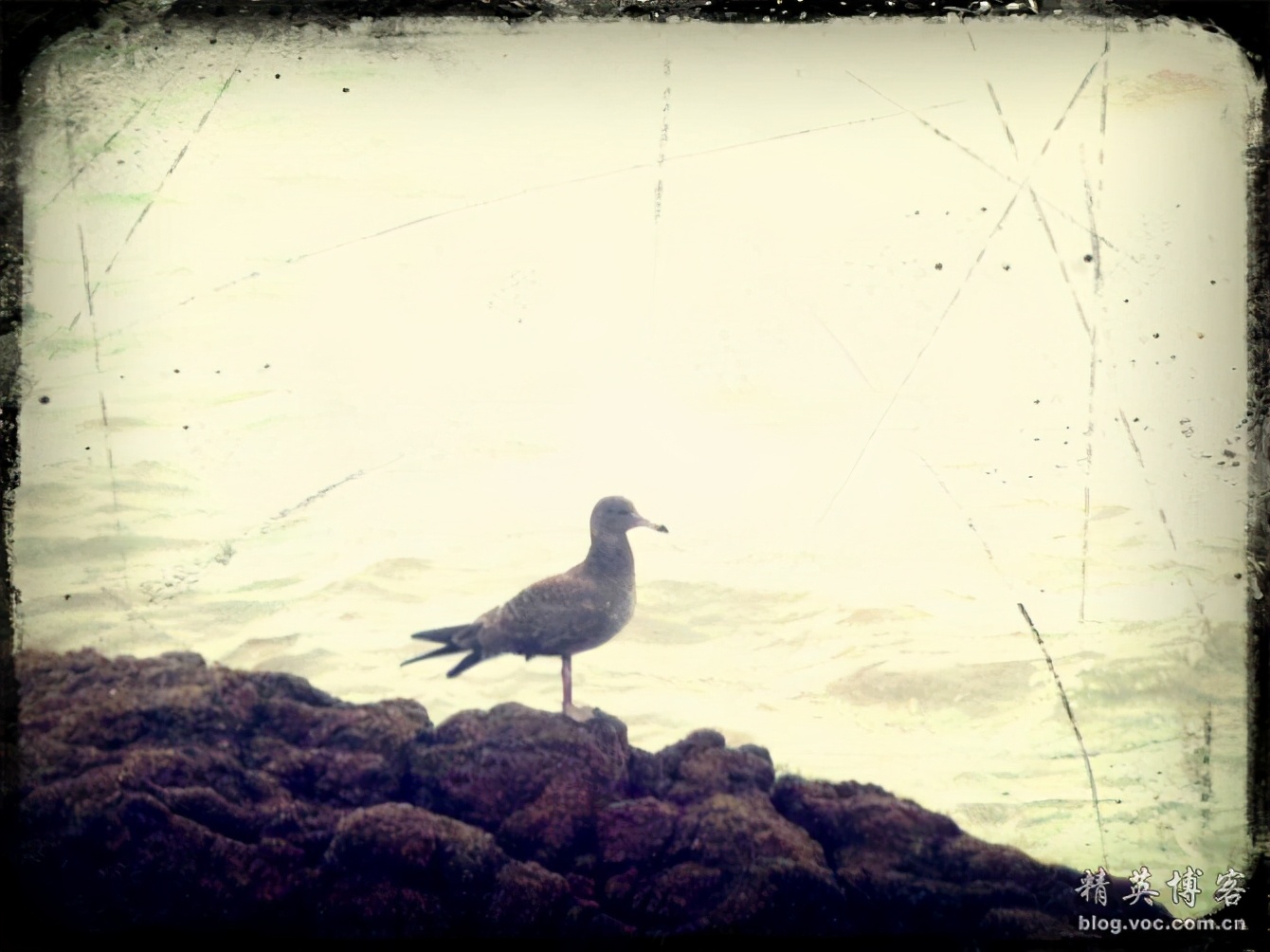 献给海的精灵----海鸥