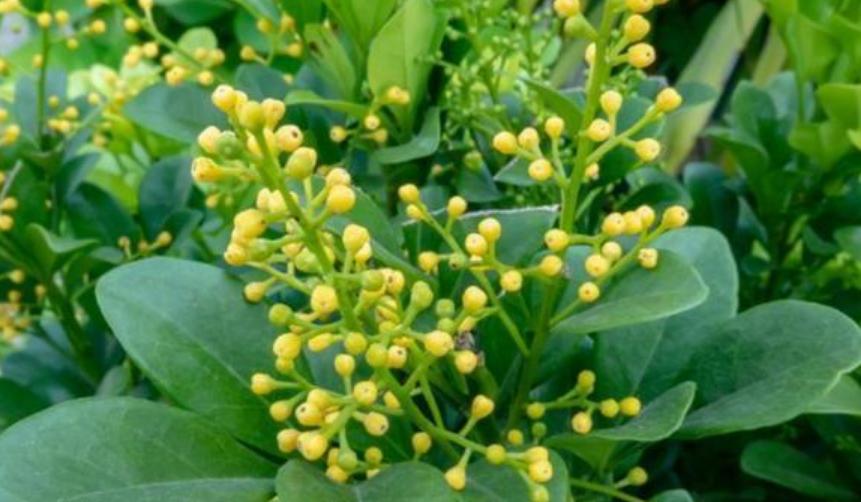 米兰花在家养好么,怎样才能把米兰花养好