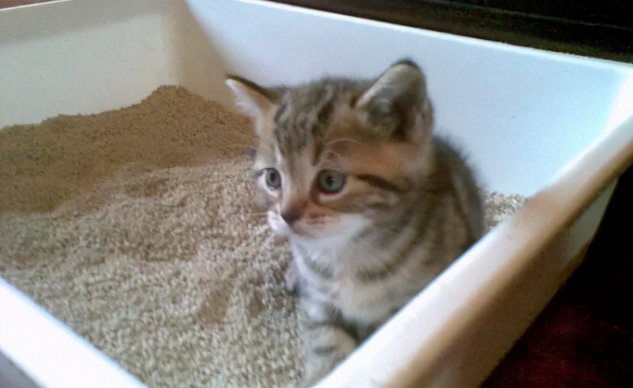 为啥猫咪会吃小猫,为什么有的猫咪吃水果