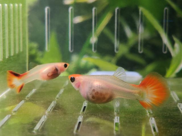 孔雀鱼小鱼为什么要把公母分开,孔雀鱼不同品种公母分缸养