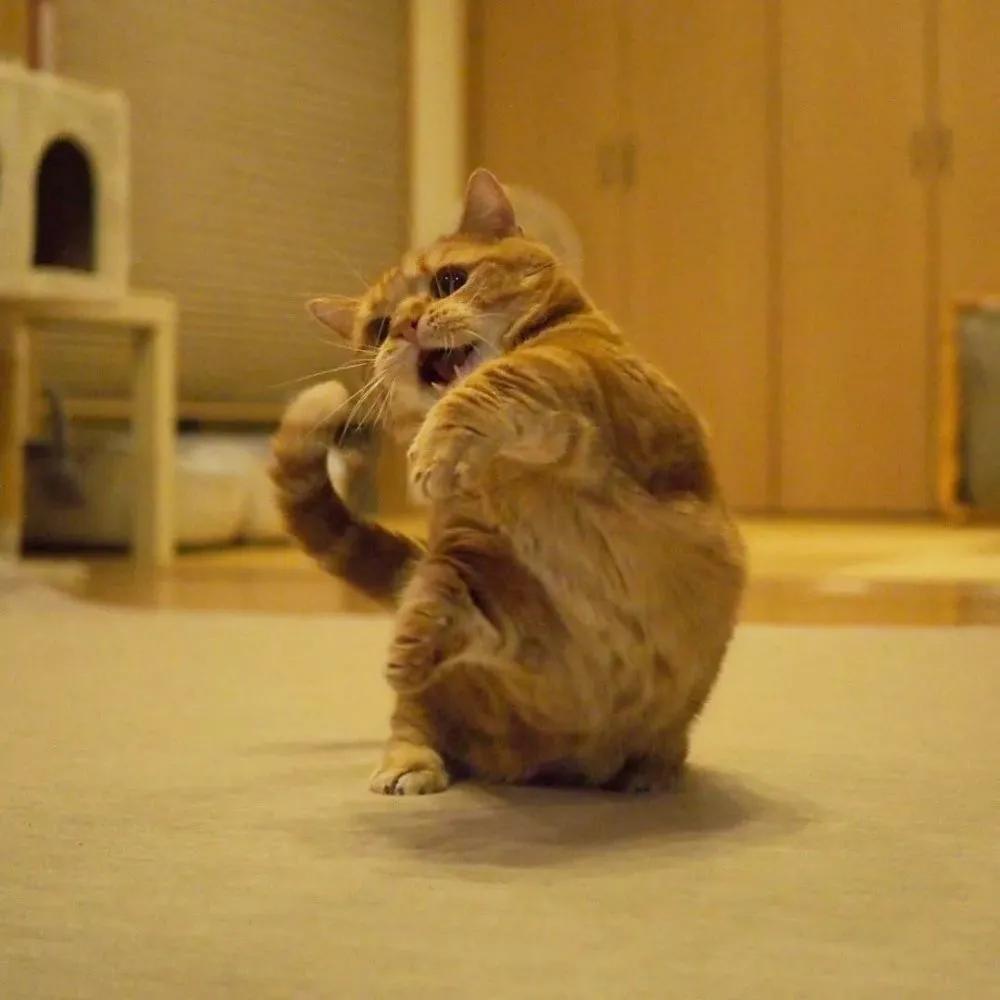 爱唱歌的小猫咪,爱唱歌的可爱猫咪