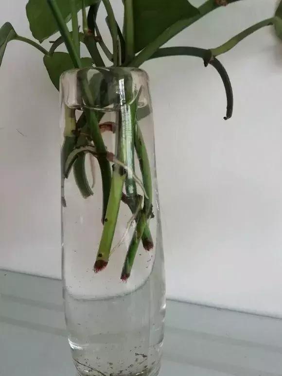 倒垃圾时捡一盆绿萝,被丢弃的一盆绿萝