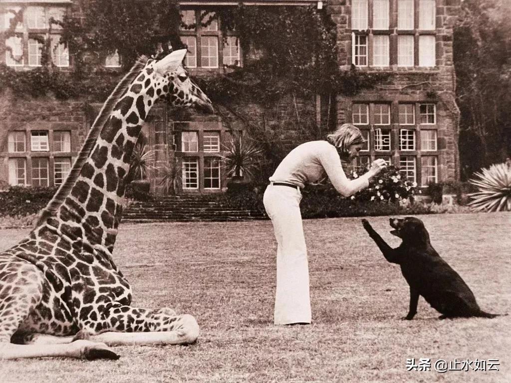 吃长颈鹿治艾滋病？为保护谣言下的生命他们建了家世界唯一的酒店