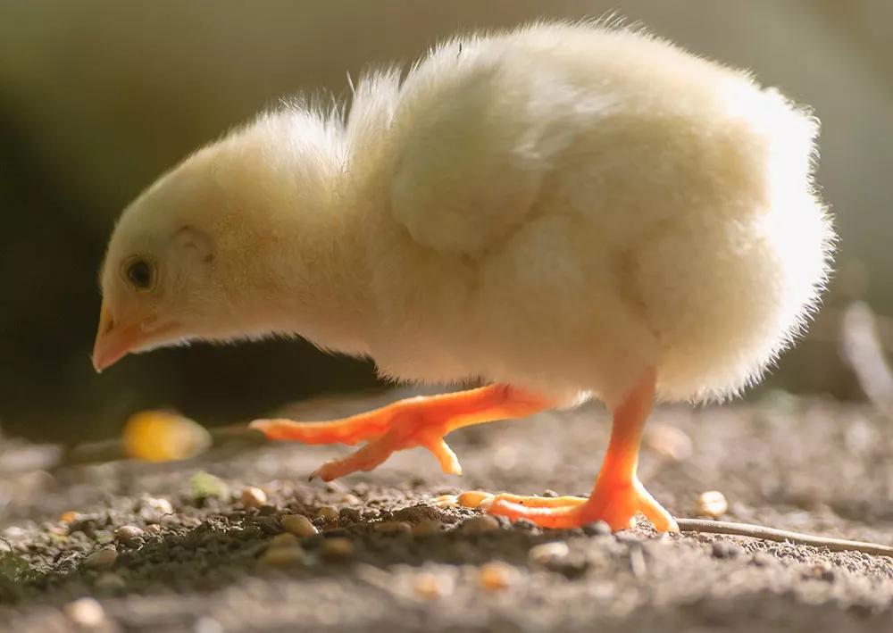 雏鸡跛脚是什么原因,雏鸡勾脖子蹲腿是什么病