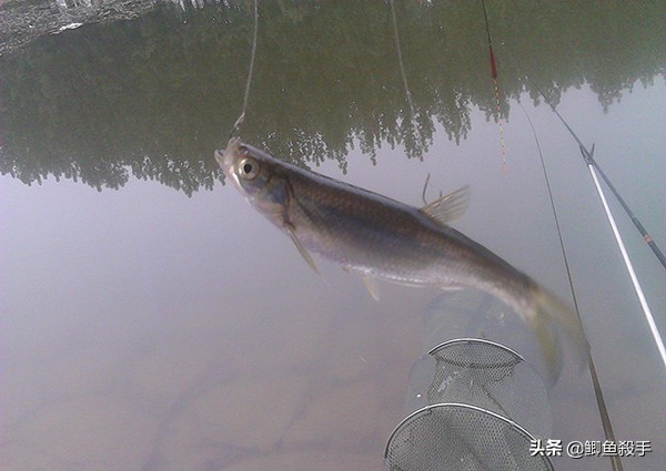 拉白条鱼,拉白条技巧视频教程