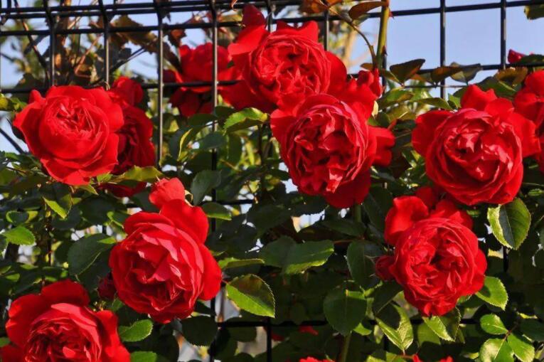 十大勤开花的月季,十大勤花月季品种排行