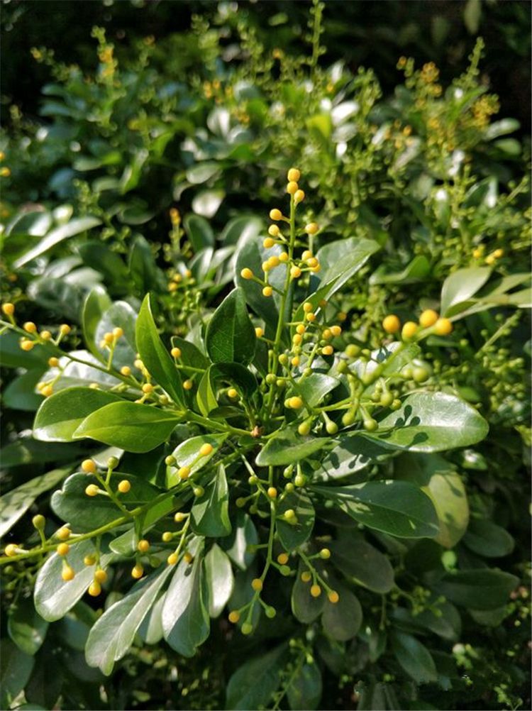 米兰花怎么养及注意事项,米兰花怎样养护才能长得好