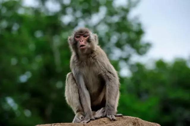 海南海里的特产动物,海南特有的珍稀动物