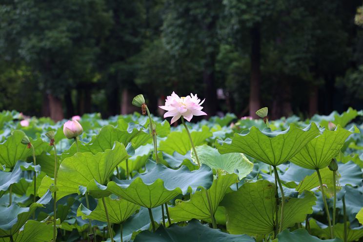 武汉外语外事职业学院藏龙岛校园,武汉外语外事职业学院全景