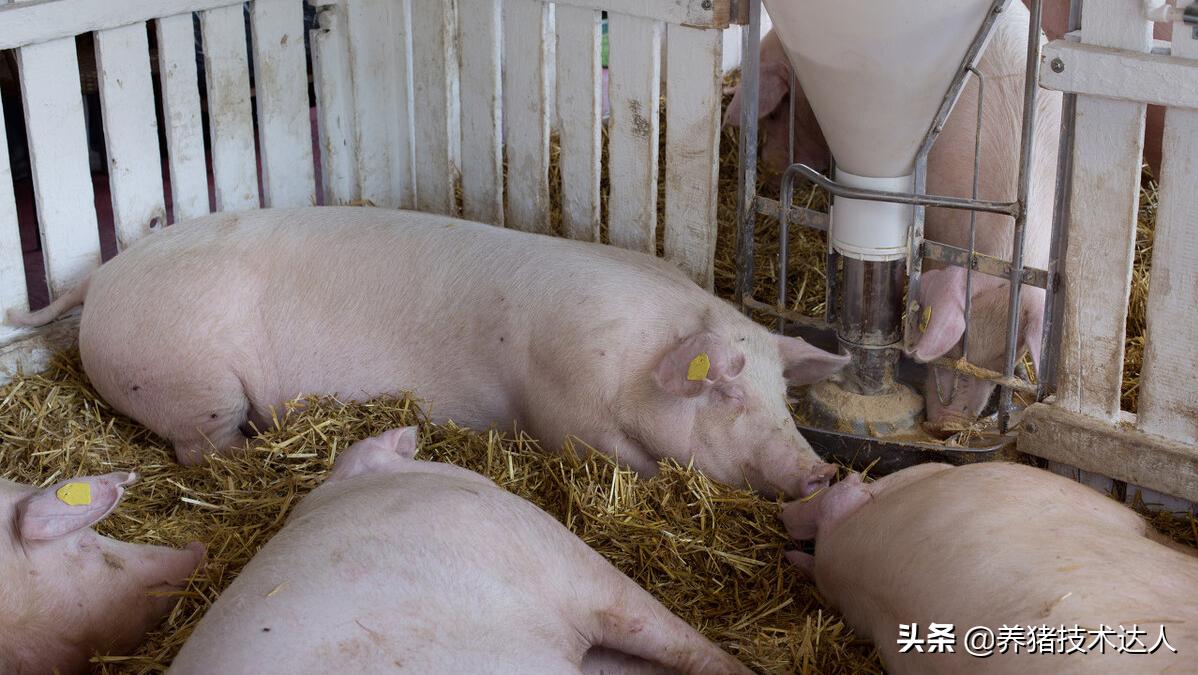 母猪产前不吃打什么针,母猪产前不吃食打什么针好